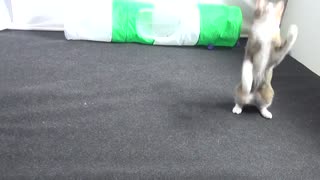 Cute Kitten Plays with Yellow Feather Toy