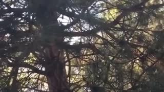 Man falls out of tree