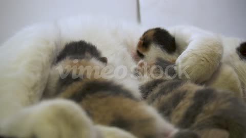 Three kittens suckle from the chest of a worn-out mother cat