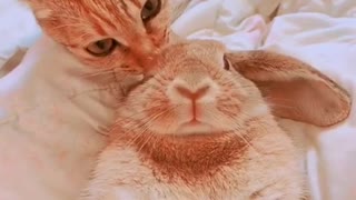 Kitty Cleans Bunny Buddy