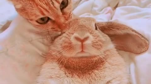 Kitty Cleans Bunny Buddy