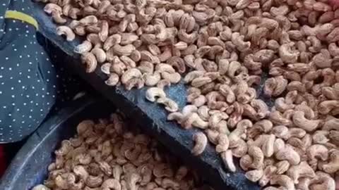 Borma Cashew - The Cashew Nut With Testa Skin From Vietnam