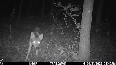 Coyote finding the camera