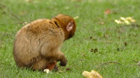 Animals funny monkey with food wildlife 4k videos
