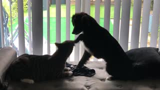 Puppy pets cat on the head with her paw