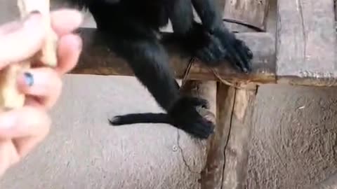 A black-faced monkey that likes to eat peanuts