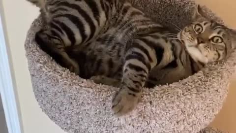 "I love chasing my tail👀" | Cat universe | Cat lovers | Cat of the world