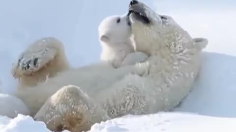 Sweet moments of a mother polar bear and her baby.