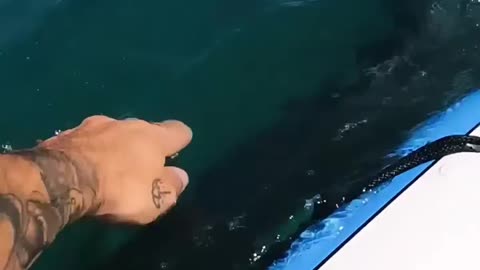 Shark Close Video clips