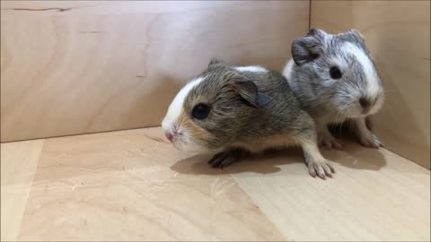 Baby Guinea Pigs