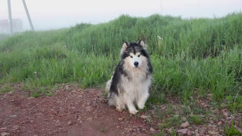 A beautiful husky dog in green land