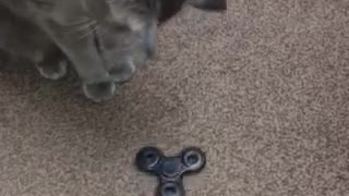 Cat Plays with Fidget Spinner