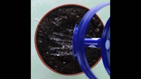 How to Replant Vegetables! | Gardening Hacks and Tips