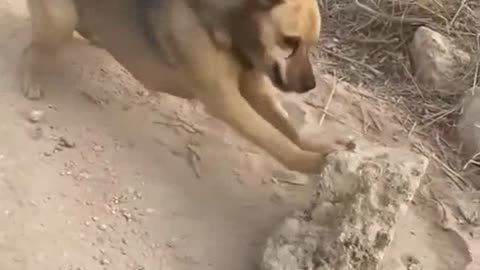 adorable dog - exercising - pushing a rock