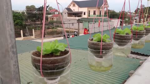 Organic Hanging Garden Growing Without Watering,