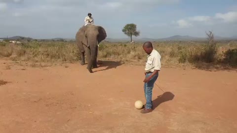 Rescued elefant loves to play soccer ❤️ with visitors