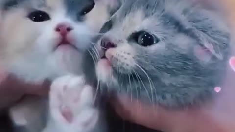 The Cutest Baby Cats Compilation #Shorts.