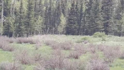 finding the perfect camping spot Rio grande national Forest Colorado