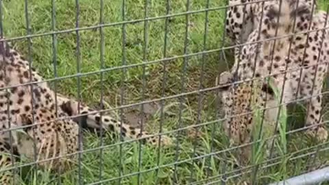 These rescue cheetah brothers are exploring their new home at the sanctuary 🐆 ❤️