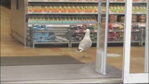 A bird go to shop but forgot to pay