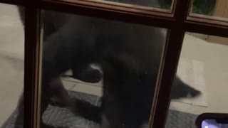 Wild Bear Comes for a Feed