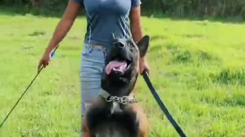 Best Military Dog training