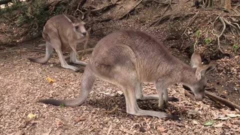 Two women taking kanguru