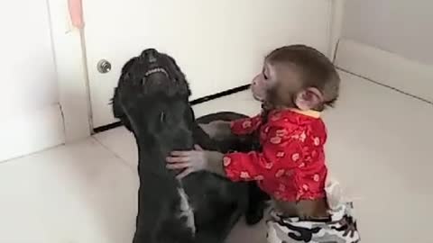 Monkeys and dogs play at home.