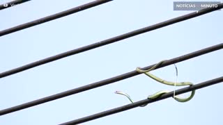 Cobra tenta caçar pássaros em cabos elétricos