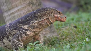 Komodo dragon eating fish slow motion