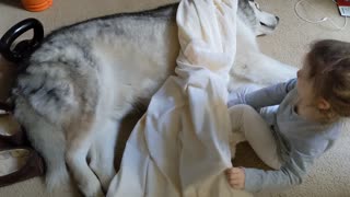 Precious Little Girl Covers Sleeping Dog With a Blanket
