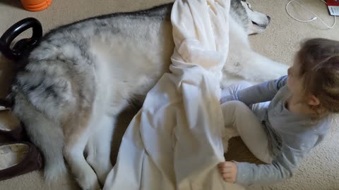 Precious Little Girl Covers Sleeping Dog With a Blanket