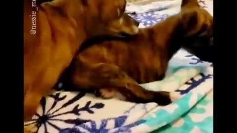 A Younger Dog Learns to Walk with the Help of an Older Friend