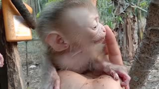 Best of the best baby monk