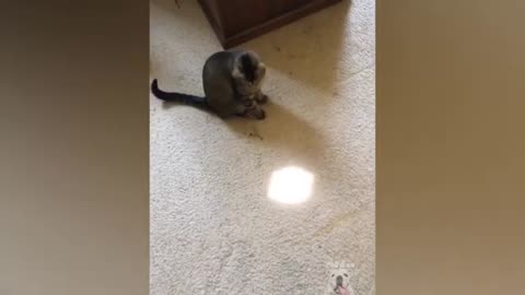 Pets Vs Laser Pointer - Funny Pet Reaction Pets Town