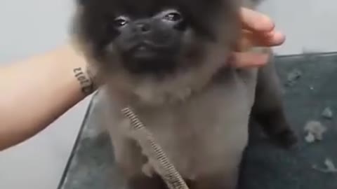 Dog Dancing While Getting A Haircut | Funny & Cute