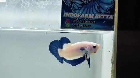 Bluerim betta fish