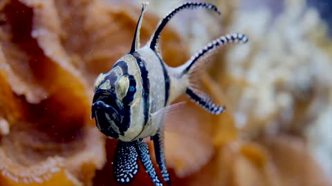 Coral Reefs & Colorful Sea Life