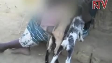 Woman breastfeeds kid goats