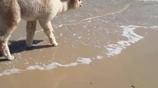 Alpaca Plays at Australian Beach