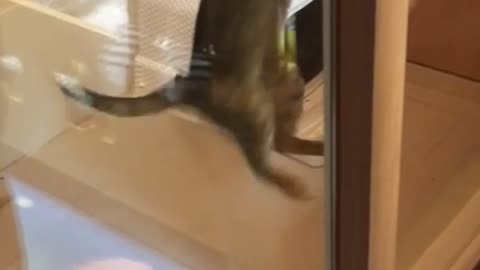 A cat that jumps well.