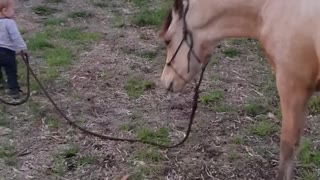 A Little Kid Walking his Baby Horse