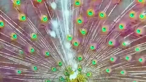 playboy peacock