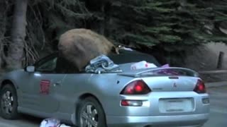 Brown Bear Destroys Convertible Car And Eats Two Coolers Full Of Road Trip Snacks