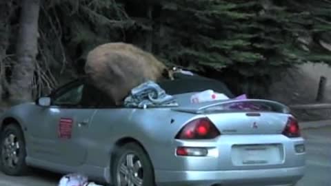 Brown Bear Destroys Convertible Car And Eats Two Coolers Full Of Road Trip Snacks