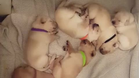 Adorable momento de siesta para una camada de cachorros