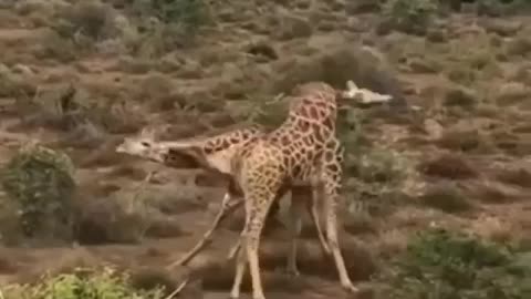 Giraffe fight on safari was filmed and you can see it now