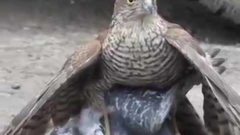 Sparrowhawk VS pigeon