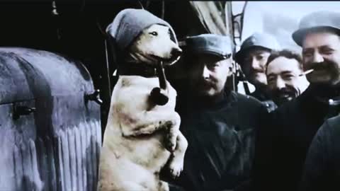 WATCH: The Battle Of Verdun & Animals