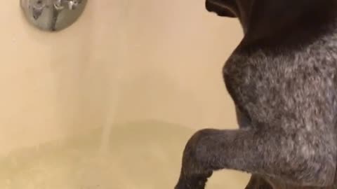 Blue heeler puppy plays with faucet in bathtub